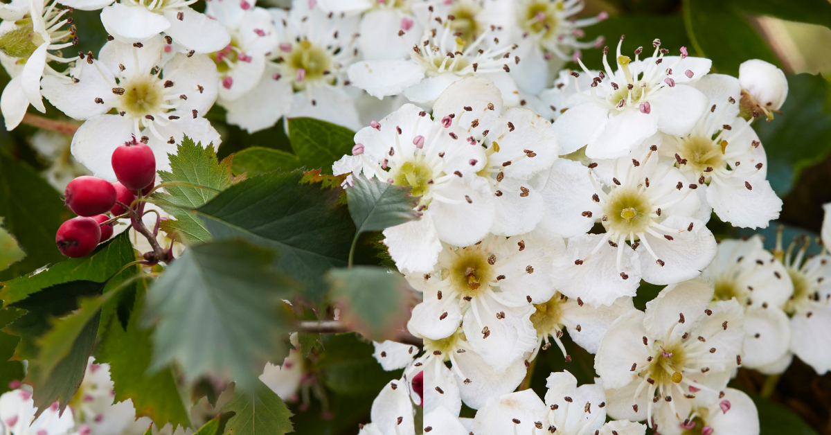 Glog – biljka za podršku zdravlju srca