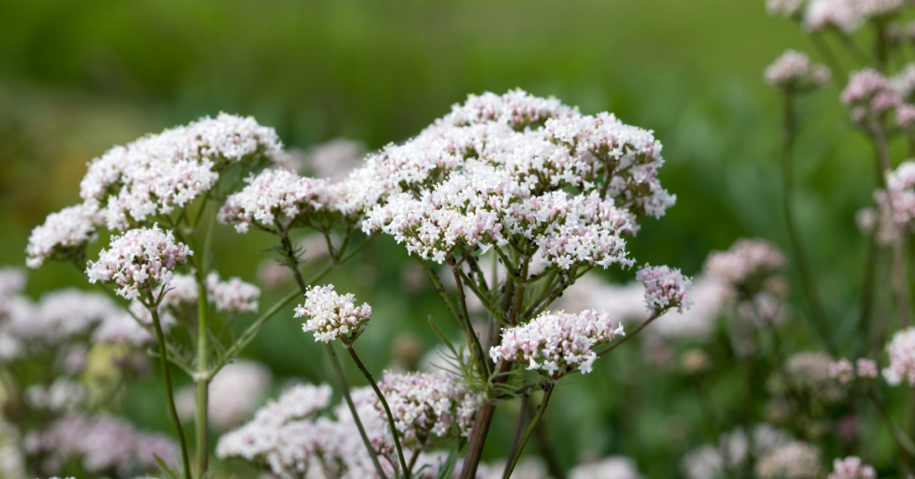 čaj od valerijane za stres i nesanicu