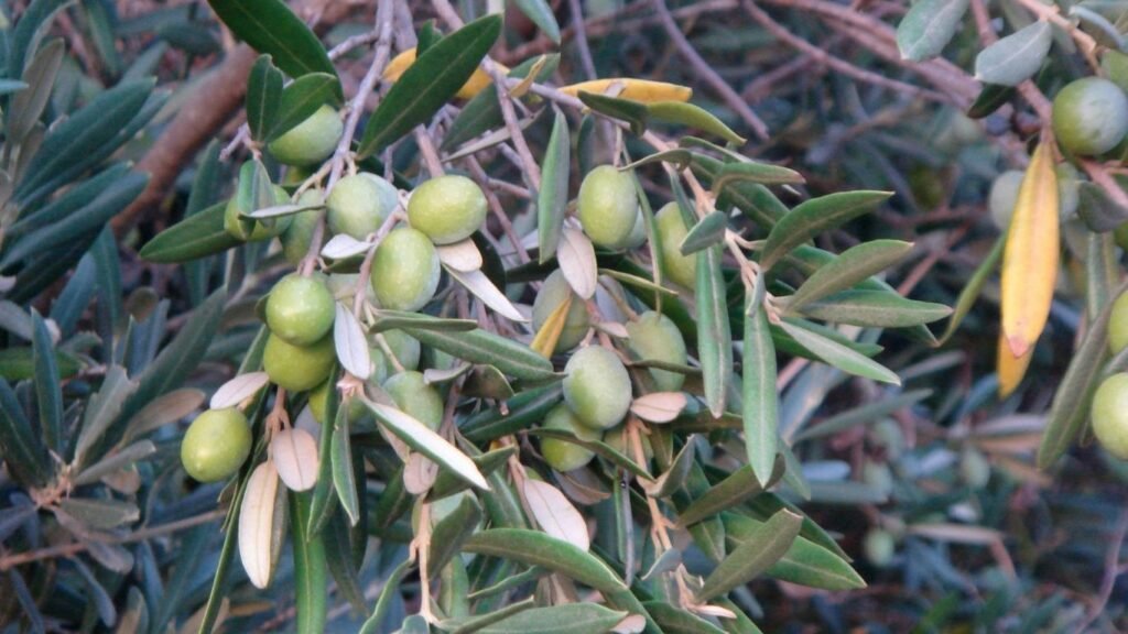 maslinov list za visok pritisak