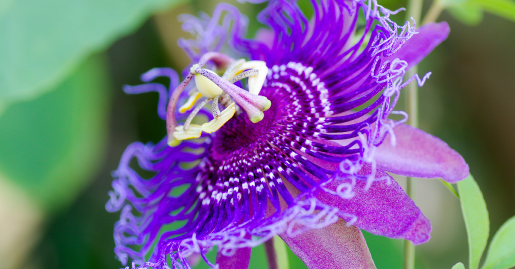 pasiflora biljka za smirenje stresa