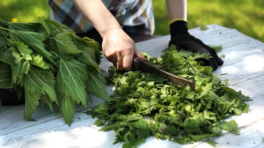 Prednosti Čaja od Koprive