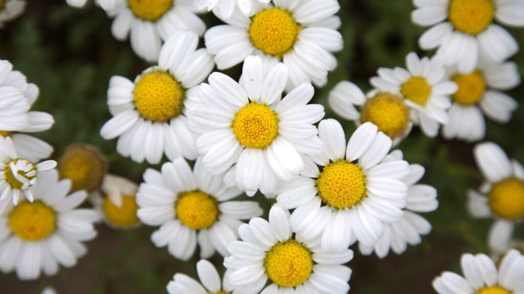 kamilica čaj prirodni napitak za smirenje