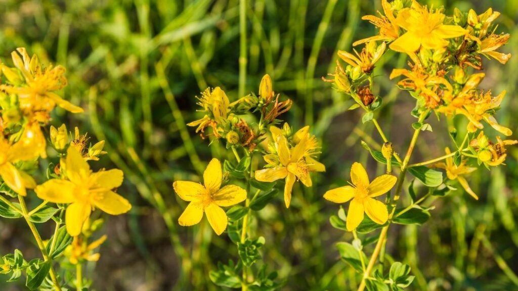 kantarion melem za zglobove