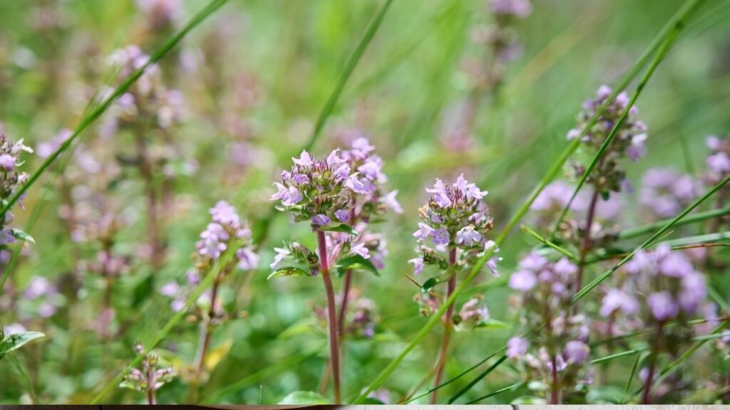 majčina dušica protiv kašlja