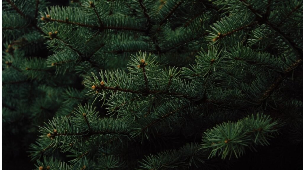 sirup od borovih iglica za kašalj